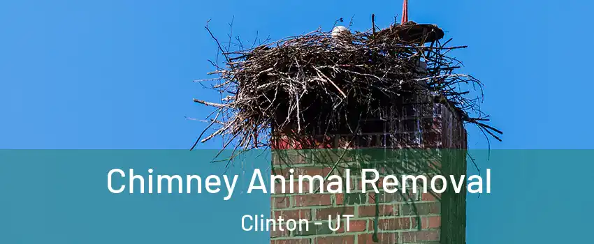 Chimney Animal Removal Clinton - UT