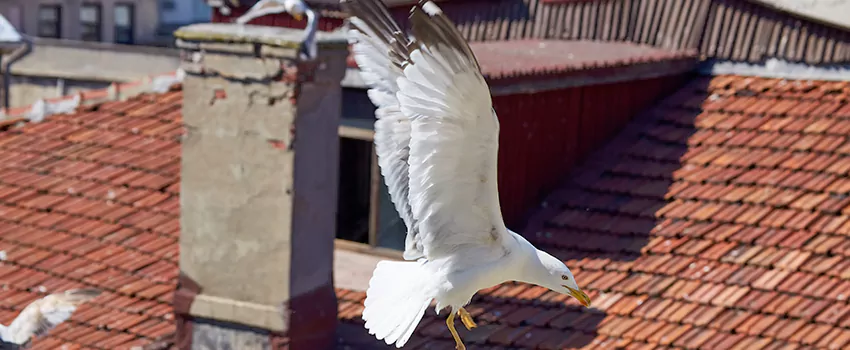 Residential Chimney Animal Removal Solution in Clinton, UT