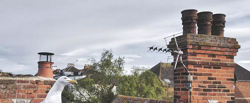 Chimney Cleaning And Restoration in Clinton, Utah